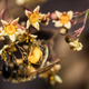 Illustration for article titled Genius Bees Force Plants to Bloom by Biting Them